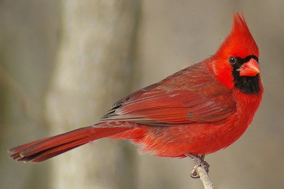 Northern Cardinal
