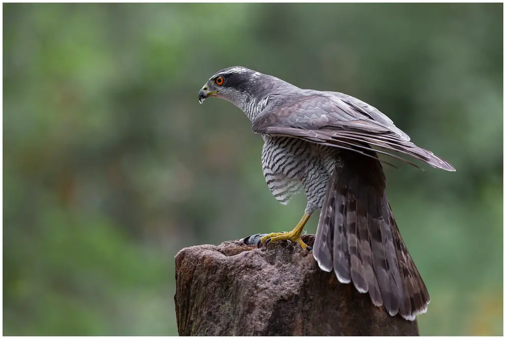 Northern Goshawk