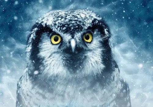 Owl Up-Close