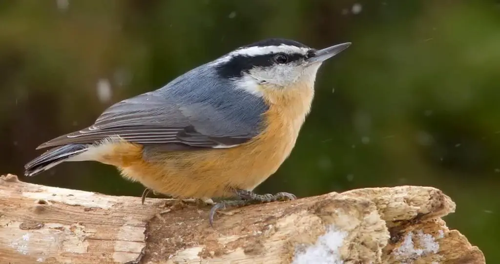 Red-Breasted Nuthatch