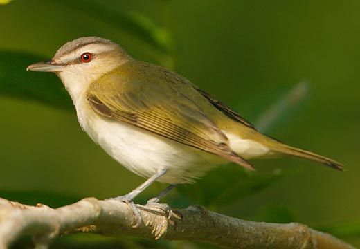 Red-Eyed Vireo
