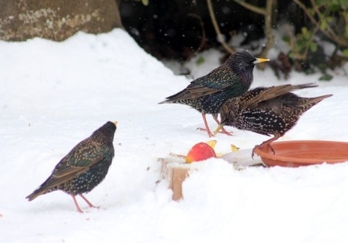 3 birds on snowy ground
