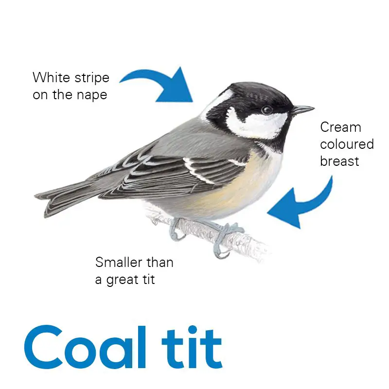 Coal Tit
