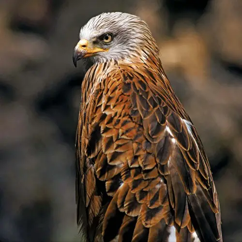 Hawk