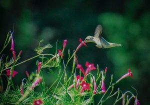 hummingbird hovering