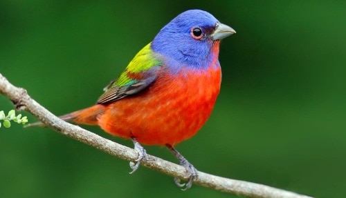 painted bunting