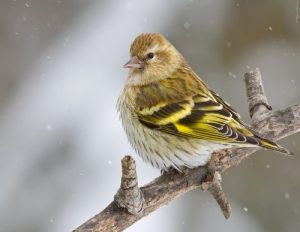 pine siskin