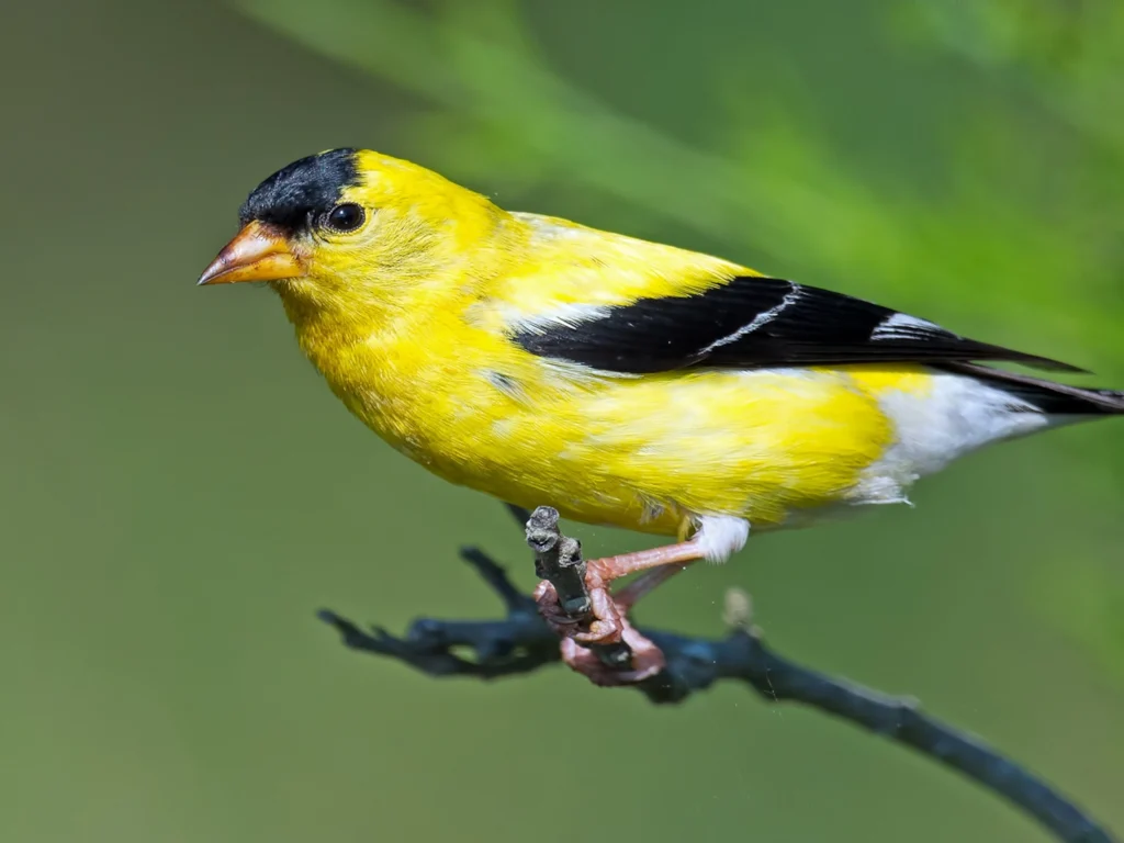 American Goldfinch