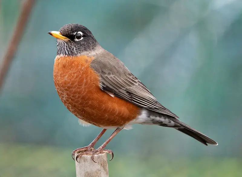 American Robin