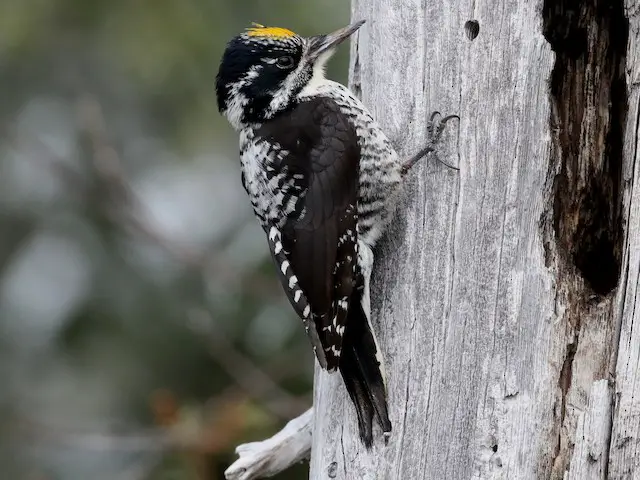 American Three-Toed Woodpecker