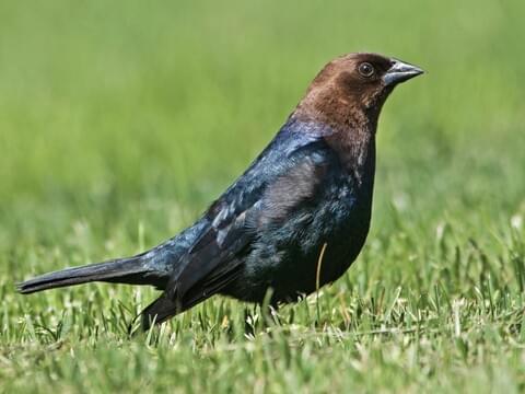 Brown-Headed Cowbird