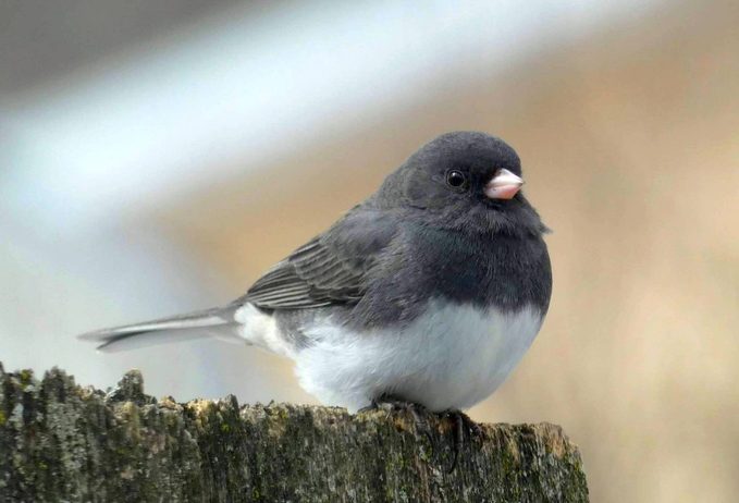 Dark-Eyed Junco