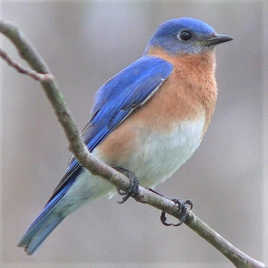 Eastern Bluebird