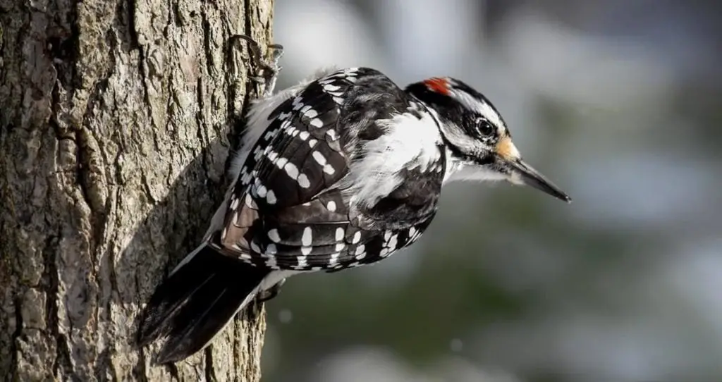 Hairy Woodpecker