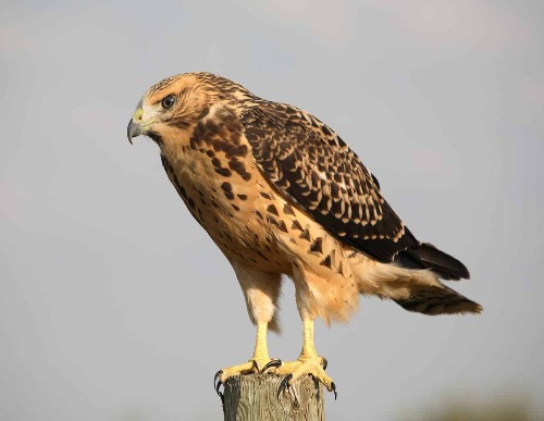 Hawks in Maryland