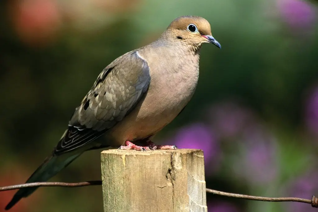 Mourning Dove