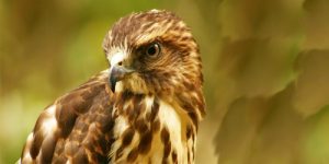NC Hawk