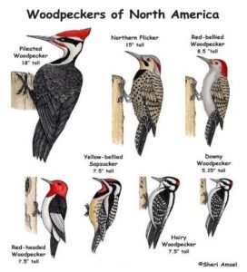 New York Woodpeckers