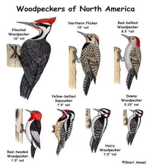 New York Woodpeckers