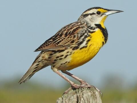 Western Meadowlark