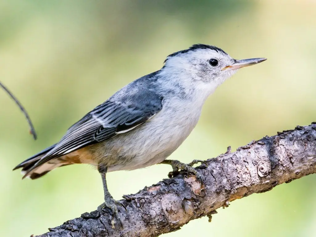 White-Breasted Nuthatch
