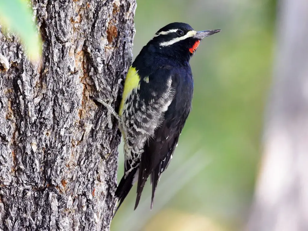 Williamson’s Sapsucker