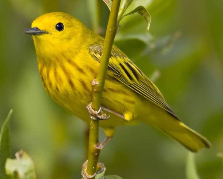 Yellow Warbler