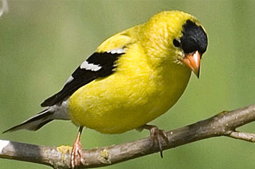 American goldfinch
