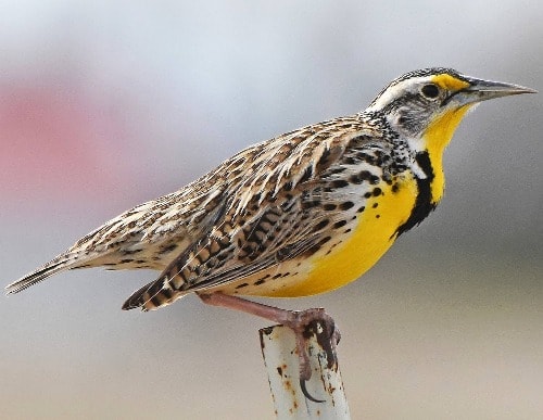nebraska_state_bird_western_meadow_lark