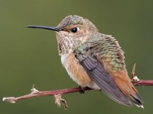 Allen’s Hummingbird