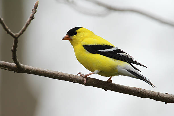 "Male American Goldfinch (Spinus tristis) - Ontario, Canada" American Goldfinch