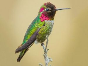 Anna’s Hummingbird 