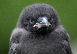 Baby Crow Frown