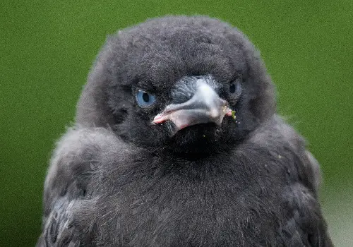 Baby Crow Frown