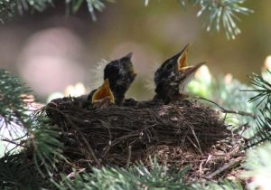 Baby Crows Chirping
