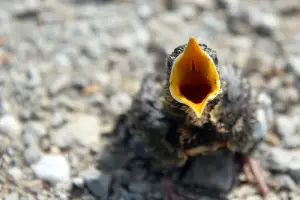 baby crow