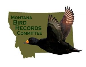 Birds In Montana