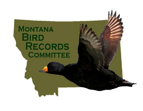 Birds In Montana