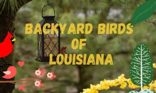 Birds Of Louisiana