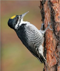 Black-Backed Woodpecker