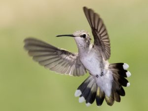 Black-Chinned Hummingbird 