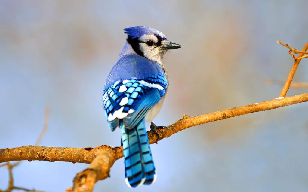 Blue Jay