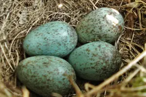 crow eggs
