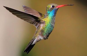 Broad-billed Hummingbird 