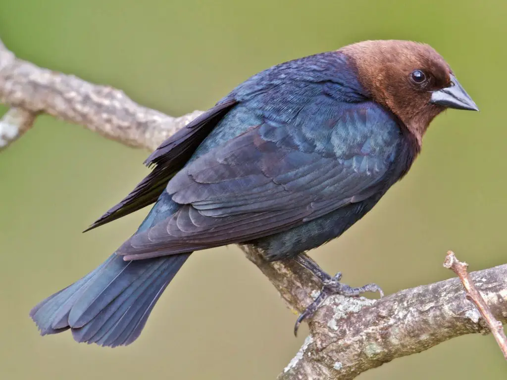 Brown-Headed Cowbird