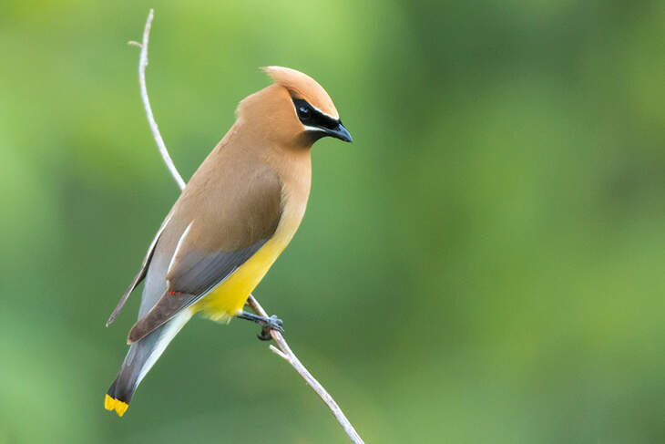 Cedar Waxwing