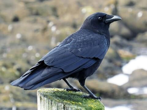 Crow Habitat