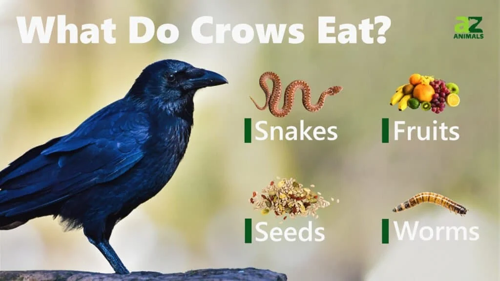 Diet