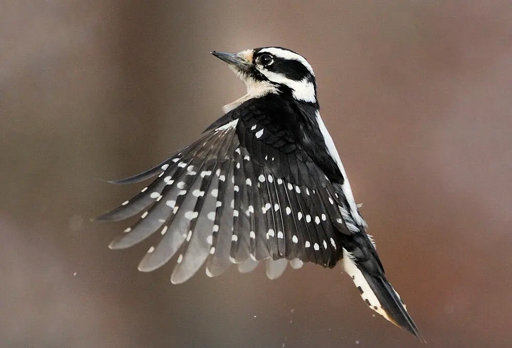 Downy Woodpecker