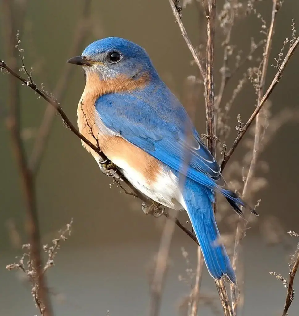 Eastern Bluebird